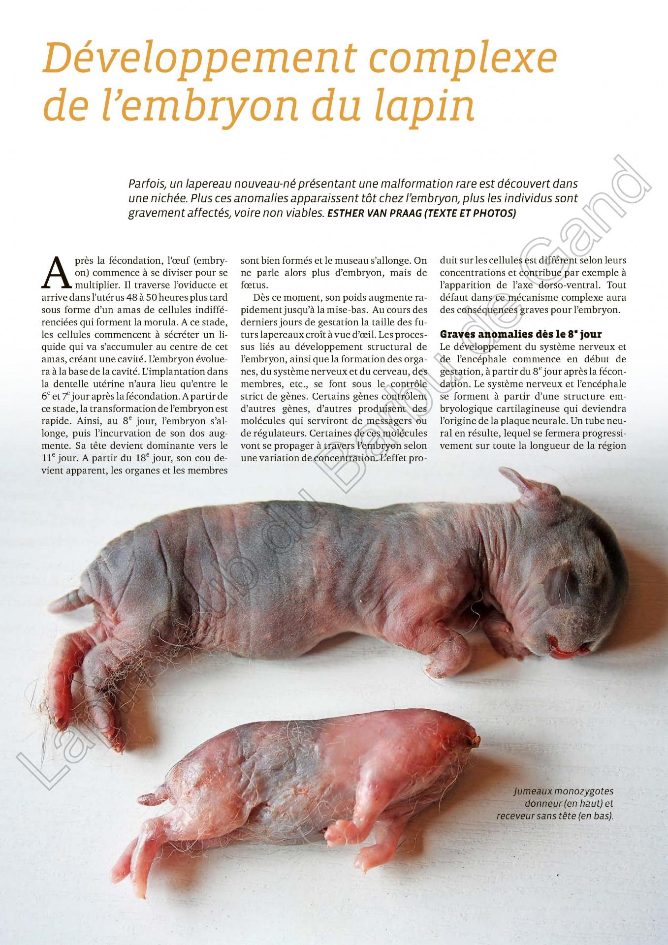 Developpement complexe de l embryon du lapin 1