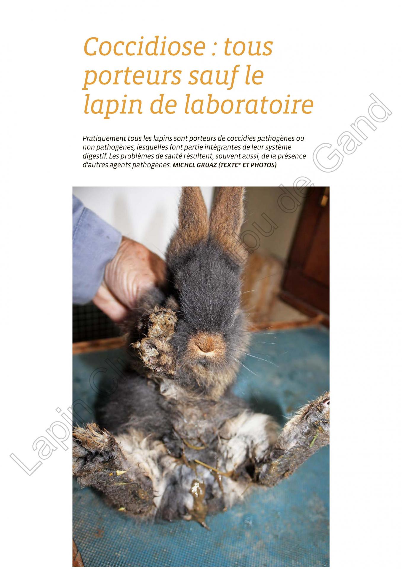 Coccidiose tous porteurs saufs le lapin de laboratoire 1
