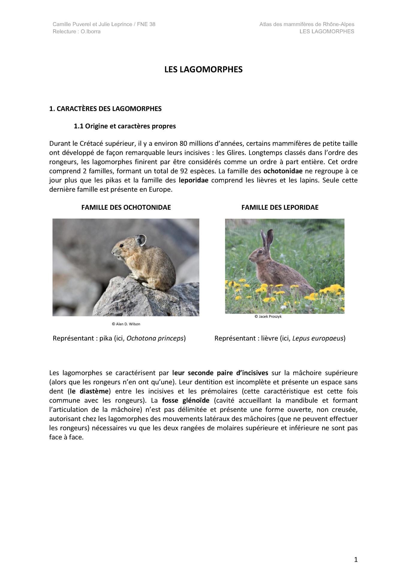 Description de taille e des lagomorphes 1