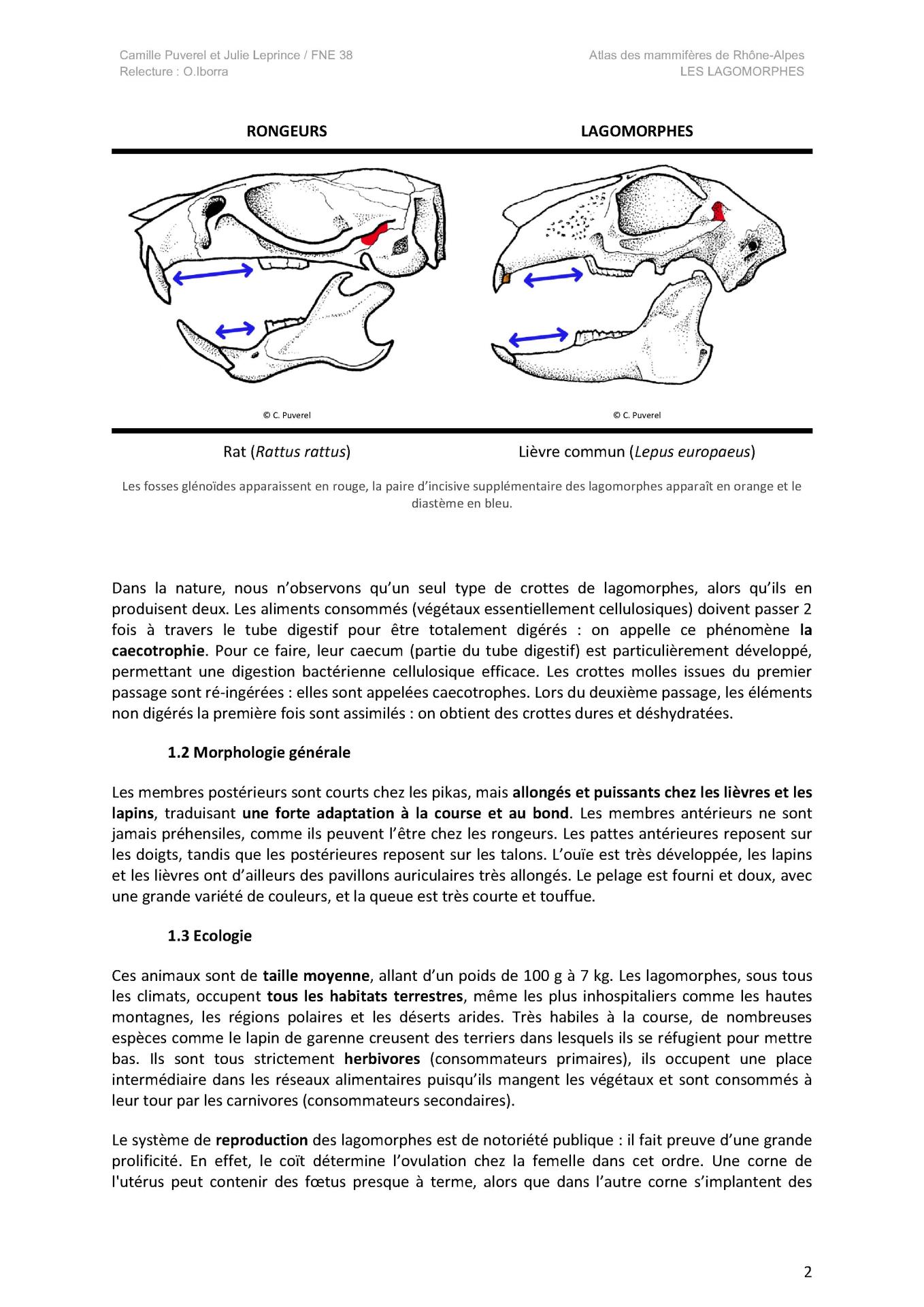 Description de taille e des lagomorphes 2