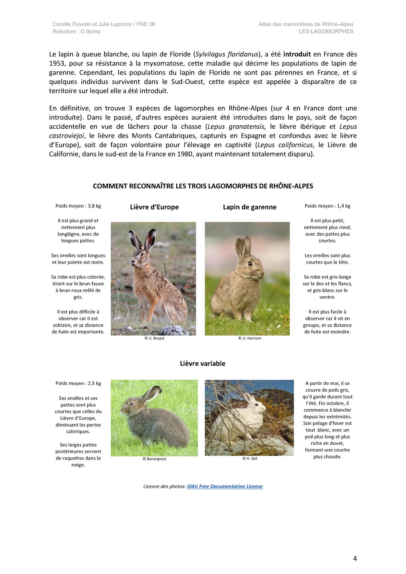 Description de taille e des lagomorphes 4