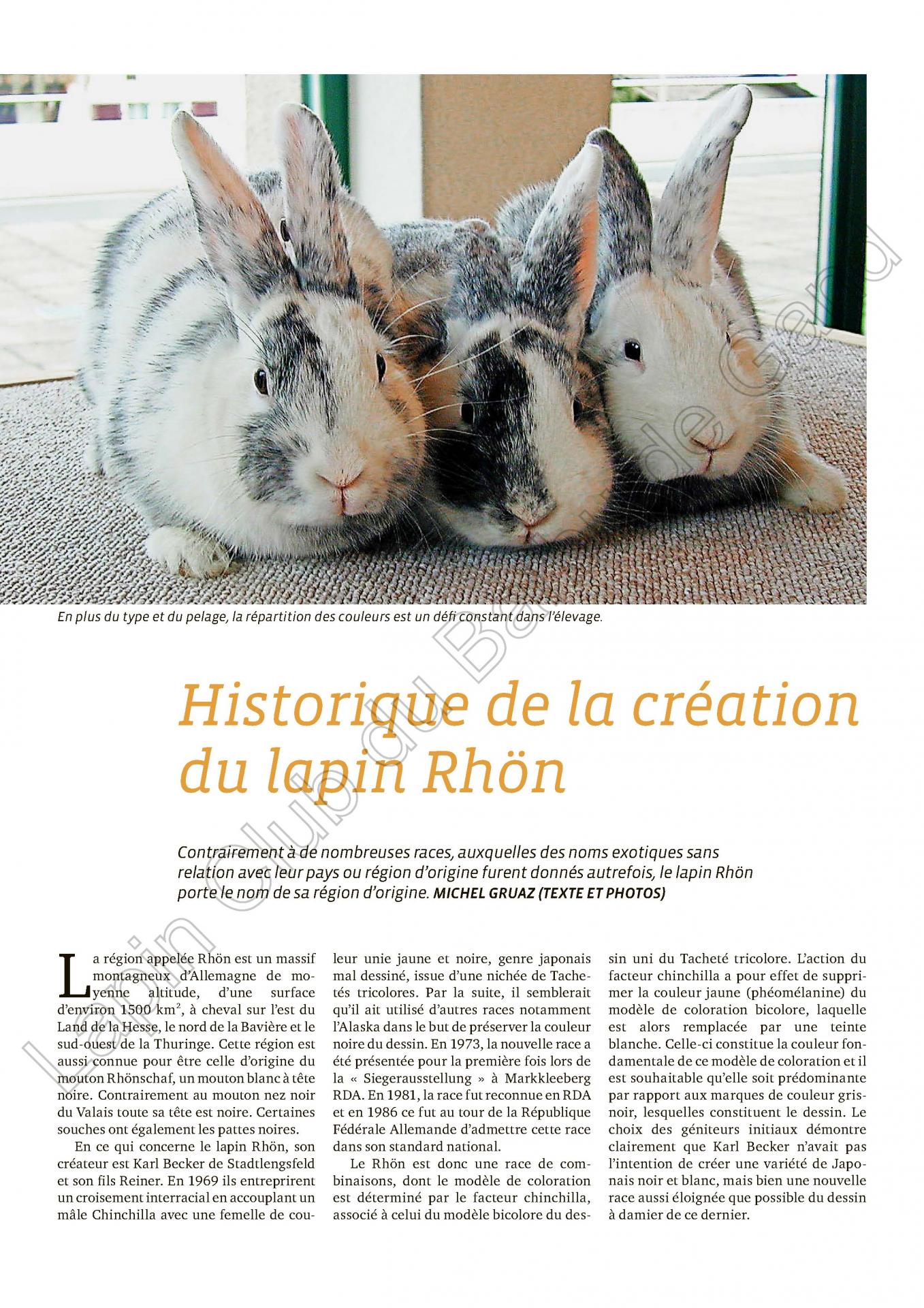 Historique de la creation du lapin rhon 1