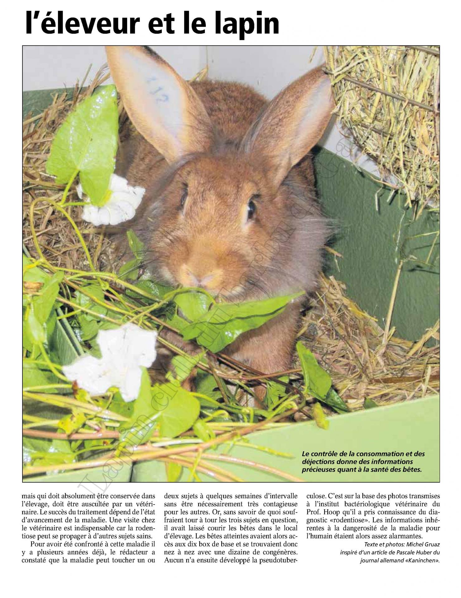 La rodentiose dangereuse pour l eleveur et le lapin 2