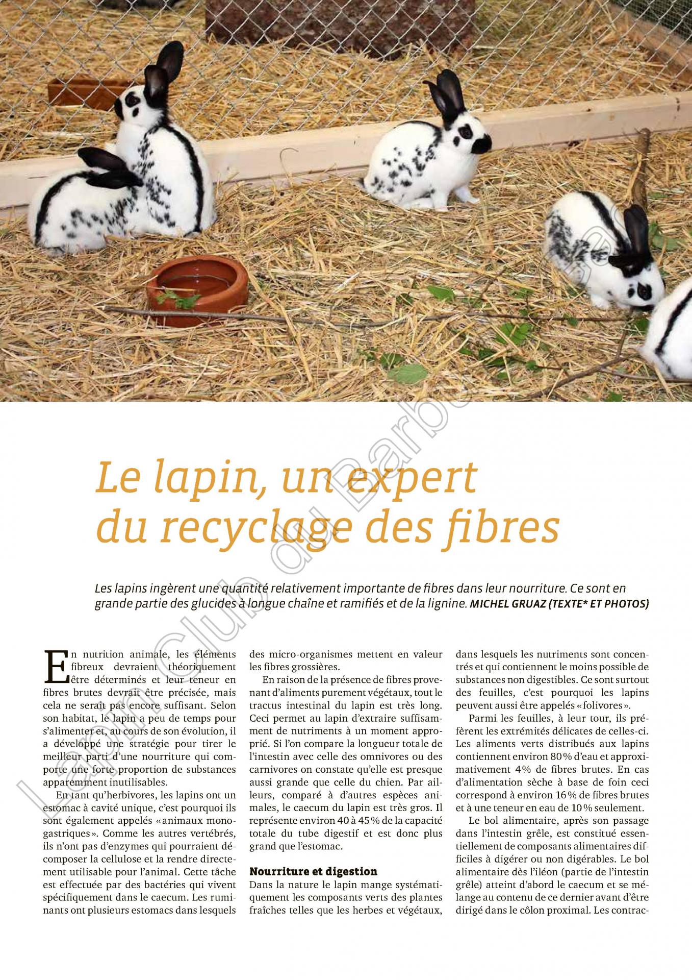 Le lapin un expert du recyclage des fibre 1