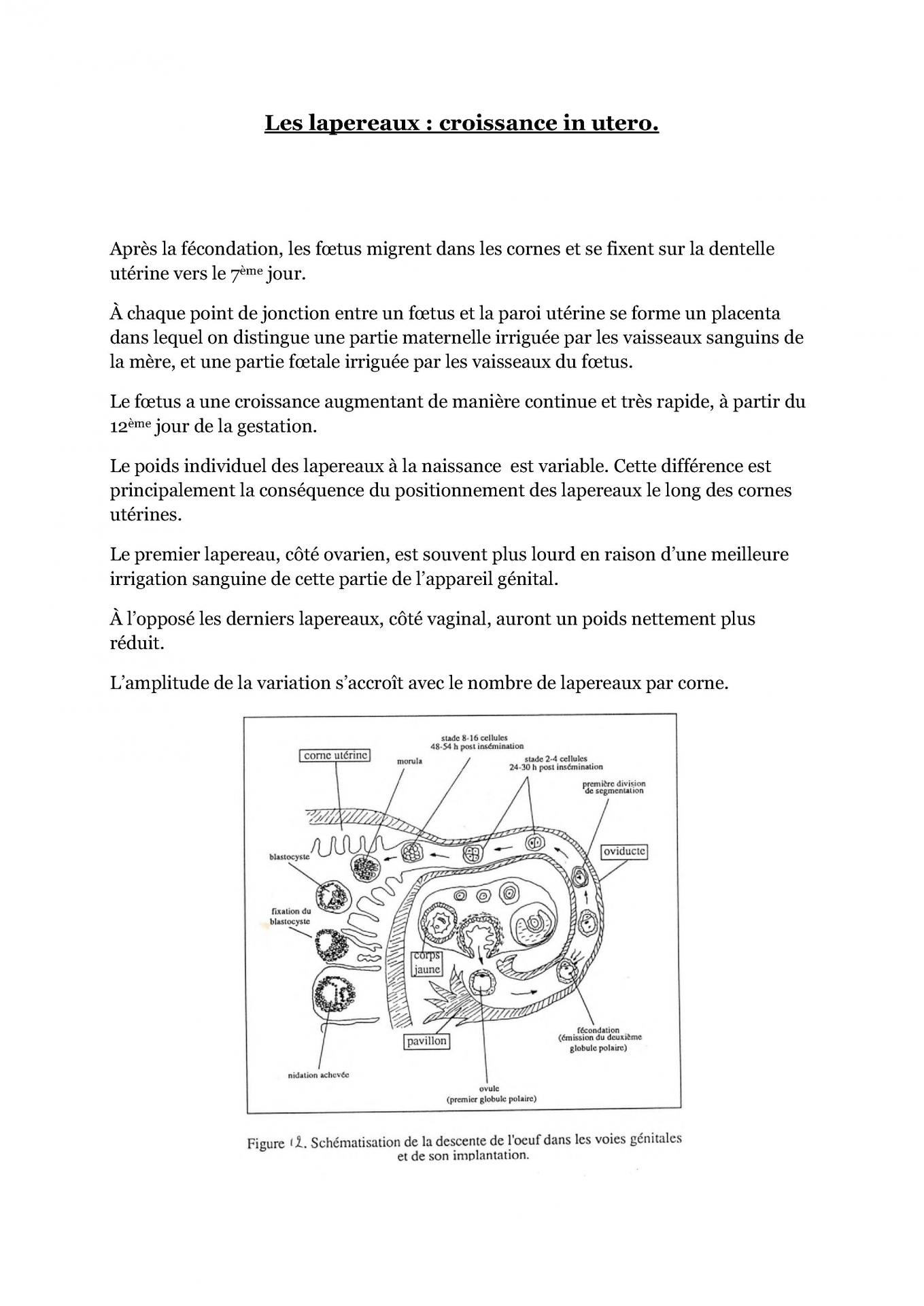 Les lapereaux cfelfb 1 1