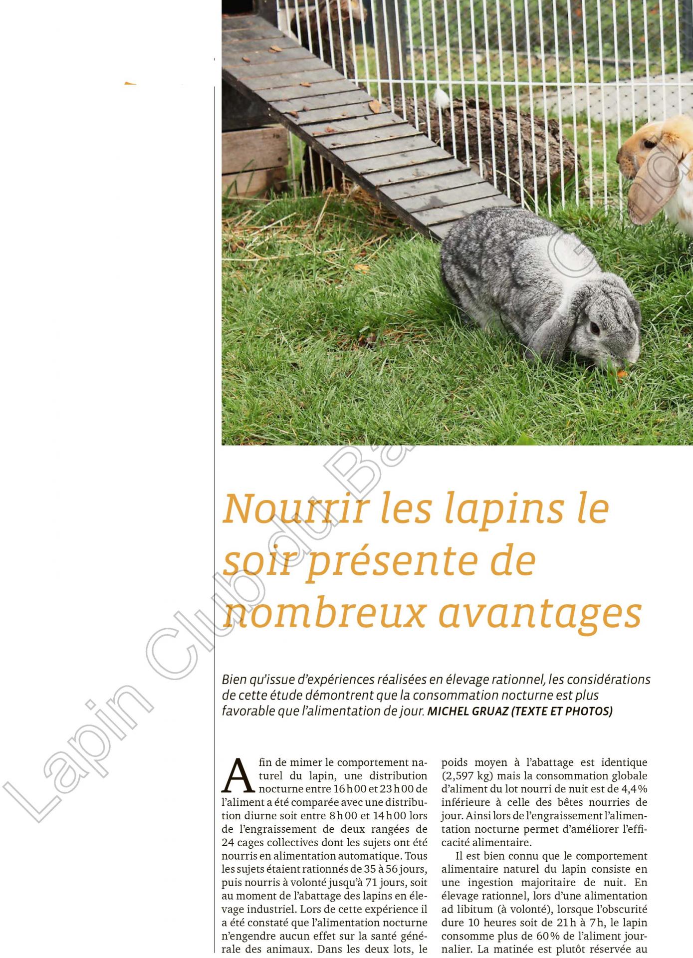 Nourrir les lapins le soir presente de nombreux avantages 1